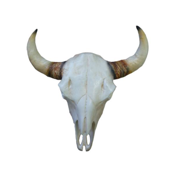 Bullenschädel Stierkopf Wand Skulpturen Höhe 64 cm Deko Figur Skelett