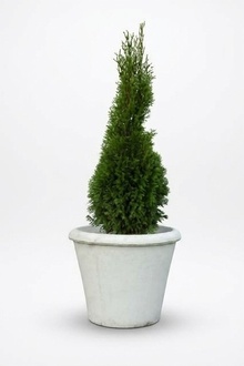 Blumenkübel Pflanz Kübel Dekoration Figur Blumentöpfe Garten Vasen